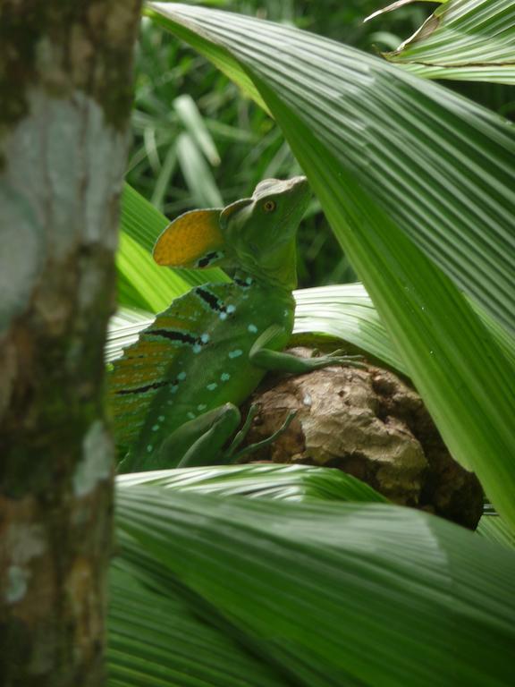 Сasa de vacaciones Topos Tree House Cahuita